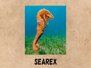  searex