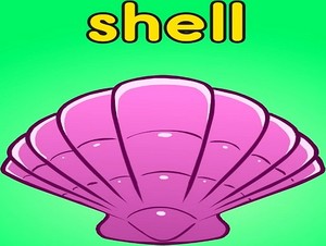  shell