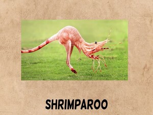  shrimparoo