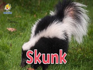  skunk
