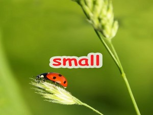  small