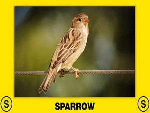  sparrow