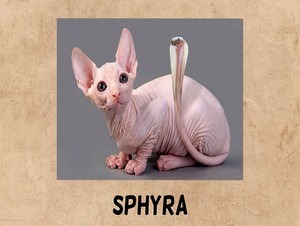  sphyra