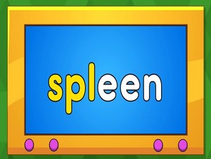  spleen