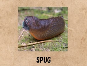  spug
