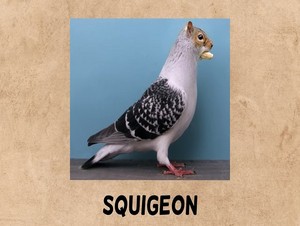  squigeon
