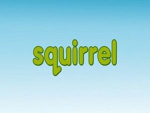  squirrel