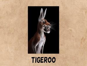  tigeroo