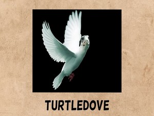  turtledove