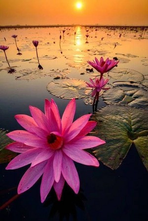  water lilies 🌺