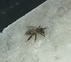  A bee in my house