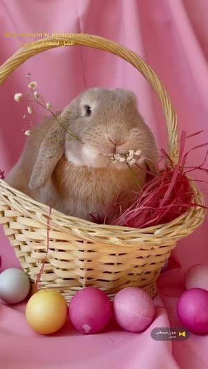  Happy easter!!!🥕🌸🐇