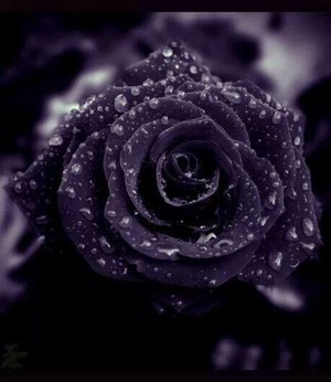  Purple 花 💜