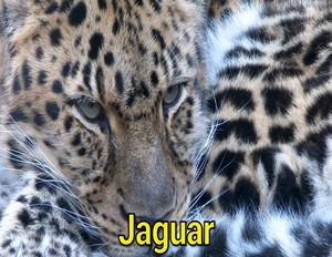  jaguar