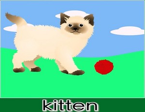  kitten