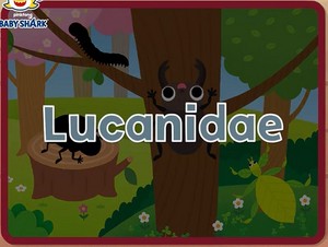  lucanidae