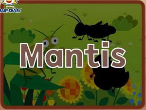  mantis