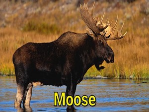  moose