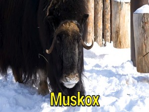  muskox