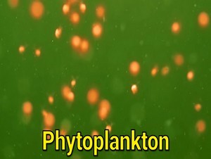  phytoplankton