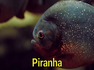  piranha