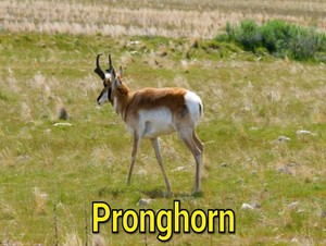  pronghorn