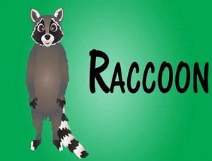  raccoon