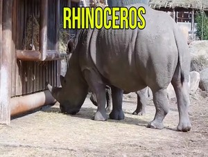  rhinoceros