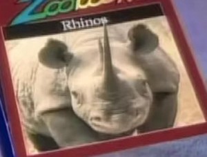  rhinos