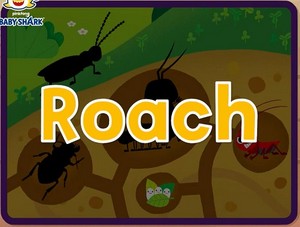  roach
