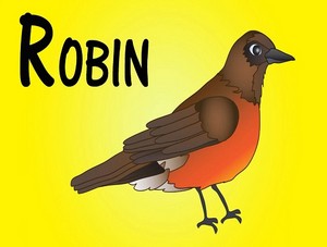  robin