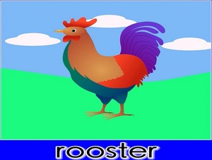  rooster
