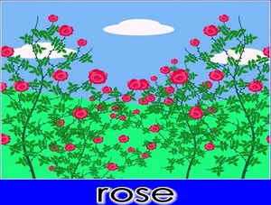  rose