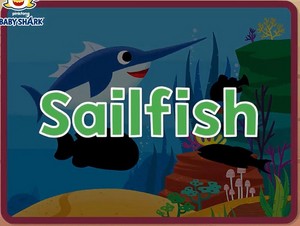  sailfish