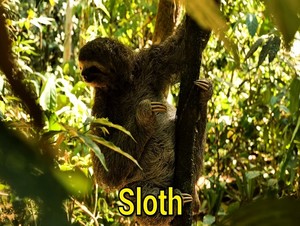  sloth