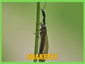  snakefly