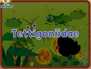  tettigoniidae