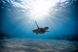 Sea schildkröte