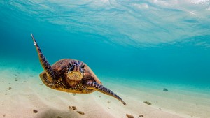  Sea tortue