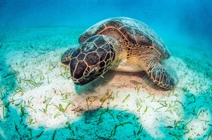  Sea schildpad