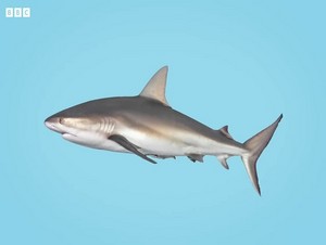 cá mập