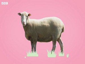 con cừu, cừu