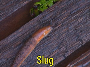  slug