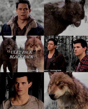  serigala, wolf pack Jacob and Sam
