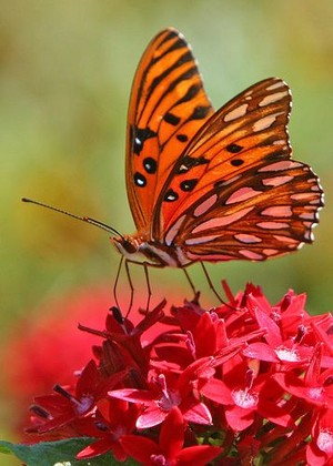  beautiful mariposa 🦋