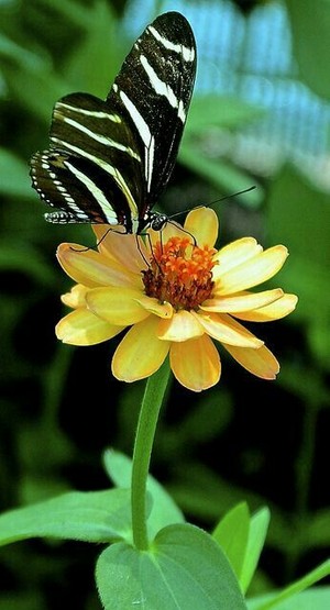 beautiful 나비 🦋