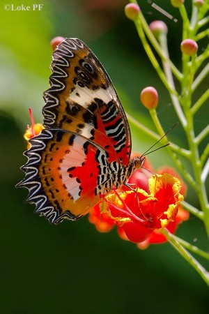  beautiful farfalla 🦋