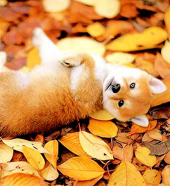  🍂༶ perros amor Autumn ༶🐕🍂