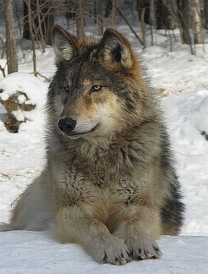  Beautiful 狼, オオカミ