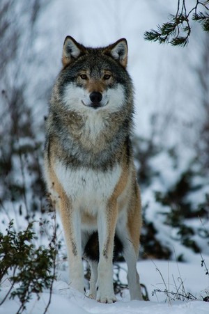  Beautiful wolf